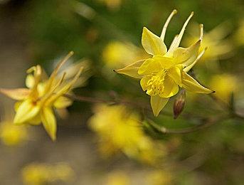 《真三国无双：起源》孙尚香、周瑜、孙坚介绍